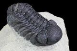 Bargain, Austerops Trilobite - Visible Eye Facets #76973-2